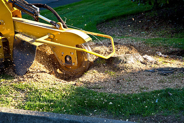 The Steps Involved in Our Tree Care Process in Manti, UT